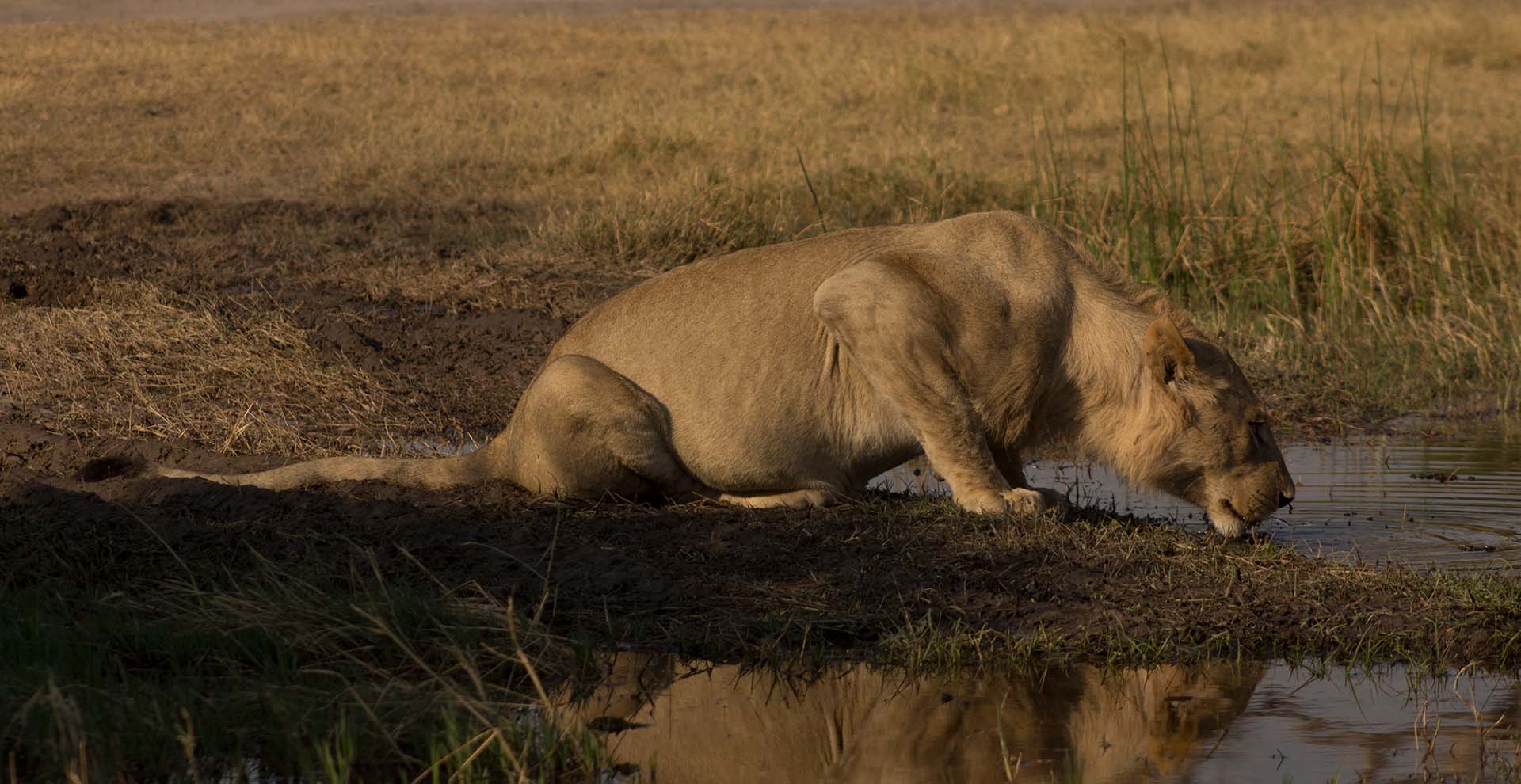 Lion Safari