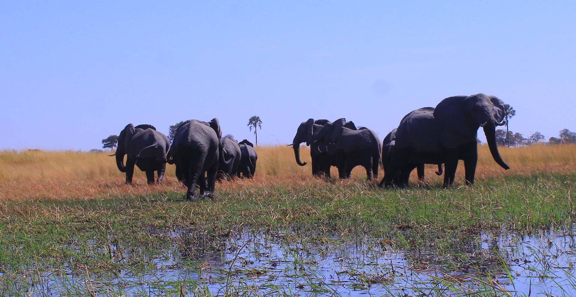 The Elephant Safari