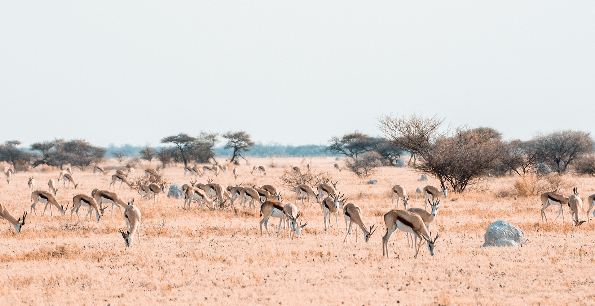 Springbok Trail