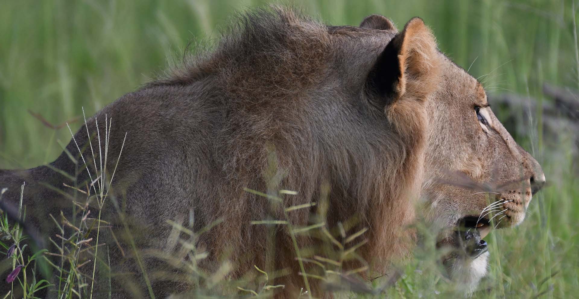 Central Kalahari Game Reserve