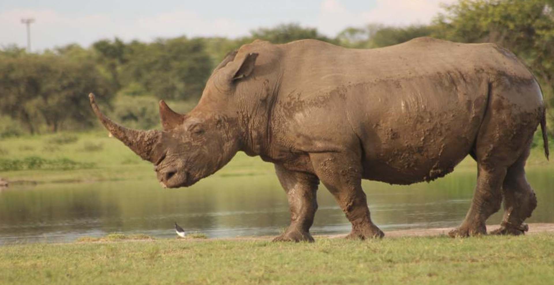 Khama Rhino Sanctuary